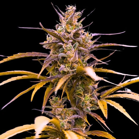 Auto Zoap 10 u. fem Empire Seeds