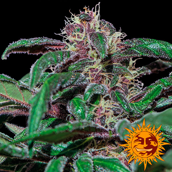 Ayahuasca Purple 5 u. fem. Barney's