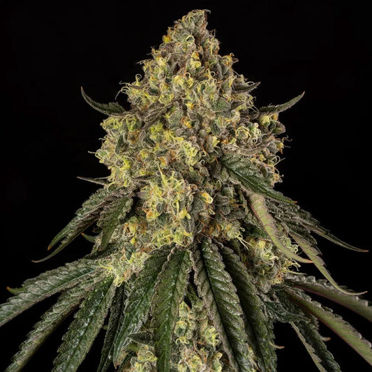 B-52 10 pc Silent Seeds