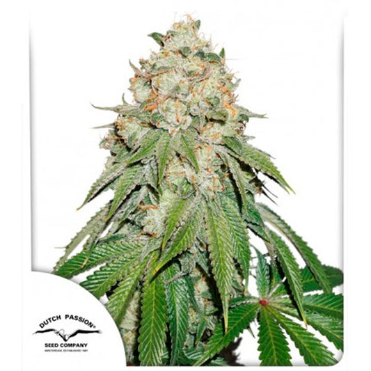 Banana Blaze   1 ud. fem. Dutch Passion
