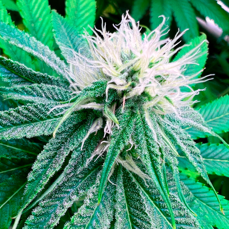Banana Dessert S1 - 3 u. fem R-Kiem Seeds