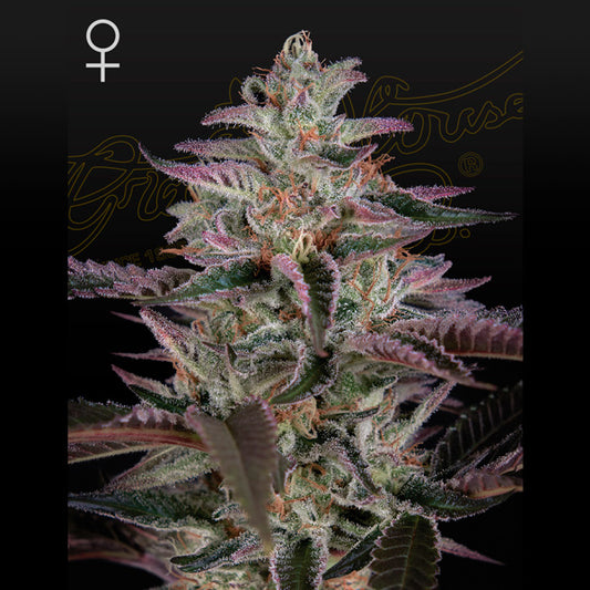 Banana Krumble 1 pc. fem. Green House