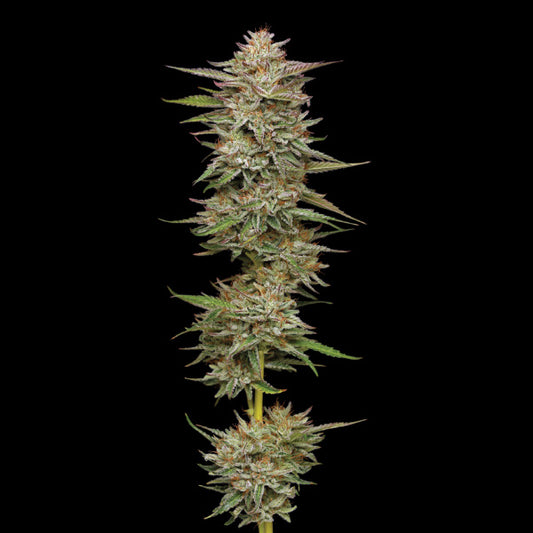 Banana OG 3 u. fem Humboldt Seeds Company