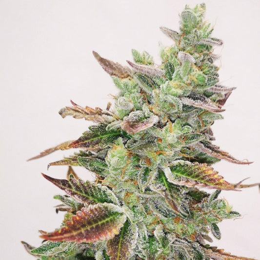 Banana Purp   3 u. fem. Medical Seeds