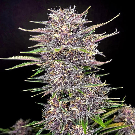 Banana Purple Punch Auto 10 u. fem. FastBuds Seeds