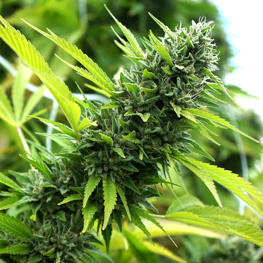 Banana Sapphire  3 ud Humboldt Seed Organization