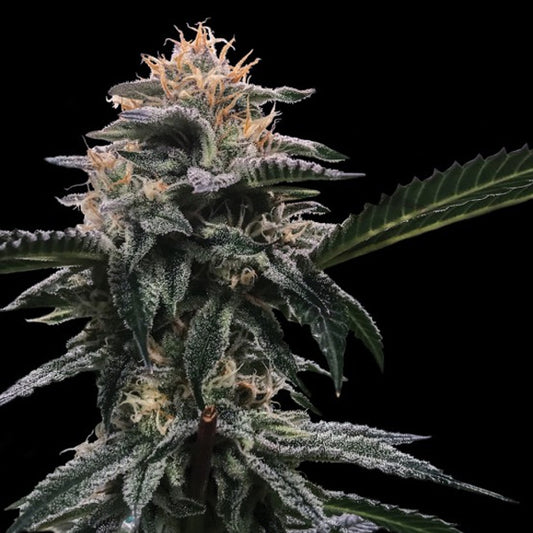Banana Sorbet 10 u. fem. DNA Genetics
