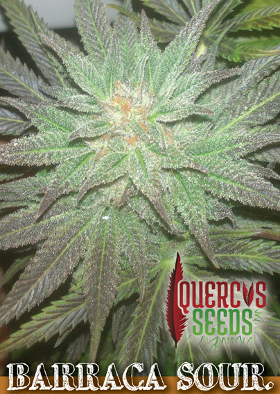 Barraca Sour 1 pz. Quercus Seeds