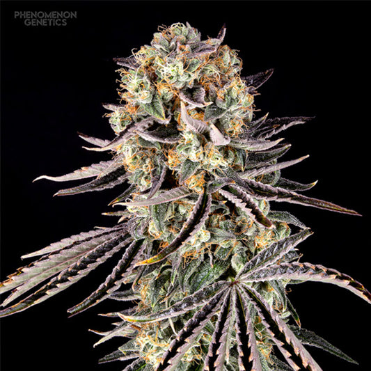 Beanz 4 Locoz 10 pz. fem. Phenomenom Genetics