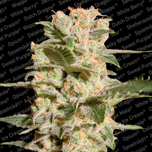 Belladonna 3 fem. units Paradise Seeds