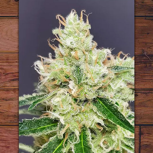 Belle Starr 5 pz fem The Outlaw Seeds