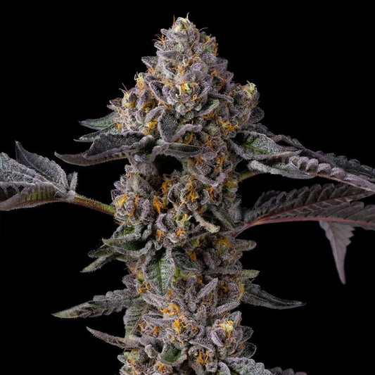 Berniehana Butter x Triple Scoop 6 pz fem Cookies Seed Bank