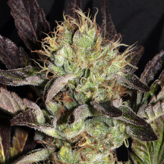 Big Apple Cookies 6 u. fem Mamiko Seeds