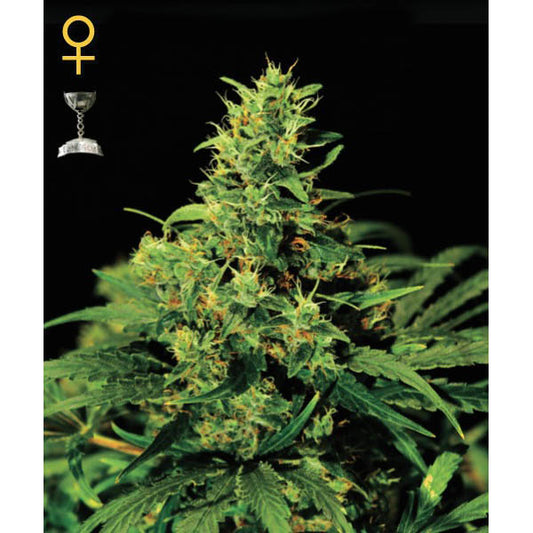 Big Bang 5 fem. units Green House