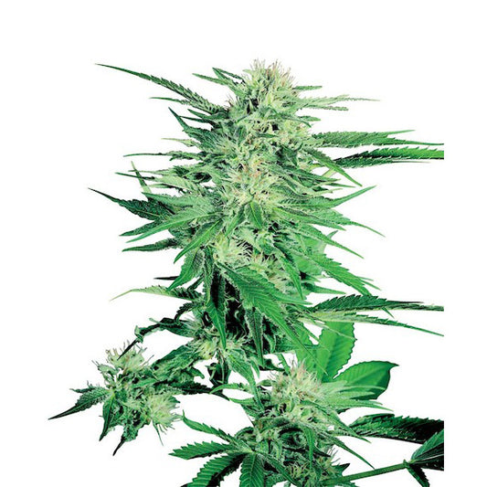 Big Bud 25 u. fem. Sensi Seeds