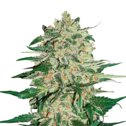 Big Bud fem.  1 u. Seedstockers