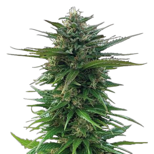Big Yeti fem. 25 u. Seedstockers Superior