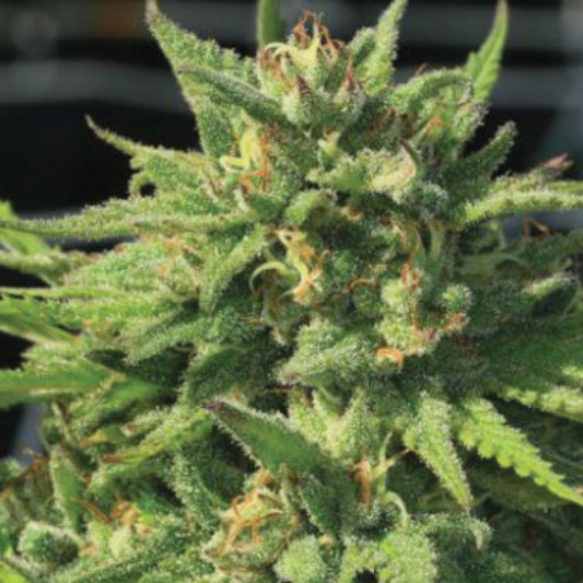 Bigfoot Glue 5 u. fem Humboldt Seeds Company