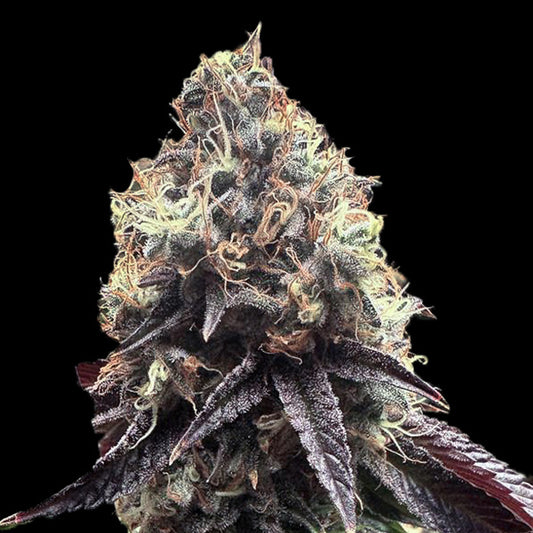 Bilbo Pound Cake 25 u. fem. Genehtik