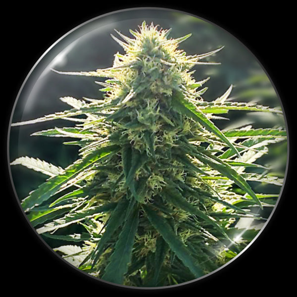 BioRelief CBD 10 u. fem. Medical Seeds