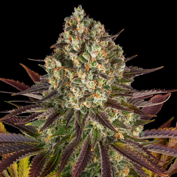 Biscotti 3 u. fem. Barney's