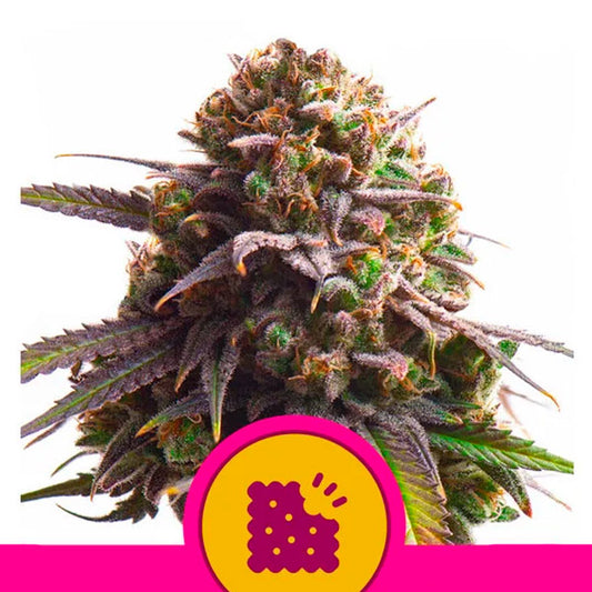 Cookies 10 pc. fem. Royal Queen