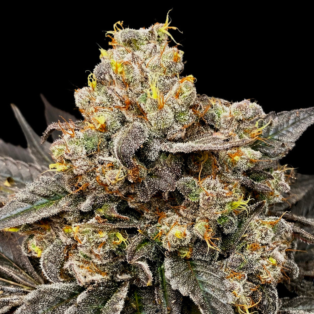 Biscotti Zkittlez   5 u. fem. 00 Seeds