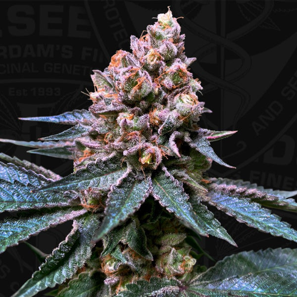 Black Apple Hitchcock 5 u. fem. 710 Limited Pack T.H. Seeds