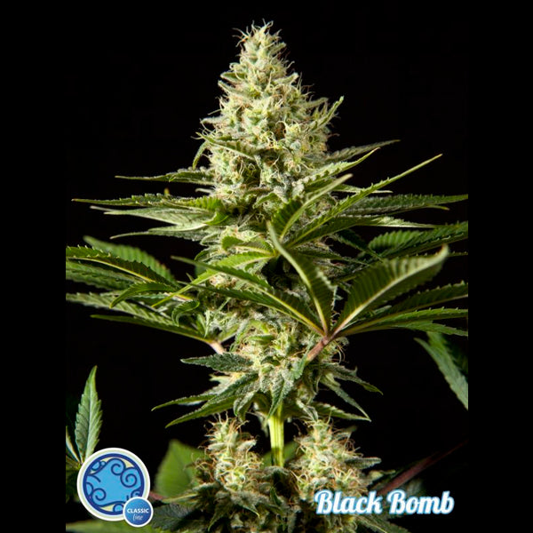 Black Bomb 3 u fem Philosopher