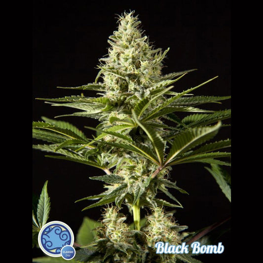 Black Bomb 5 u fem Philosopher