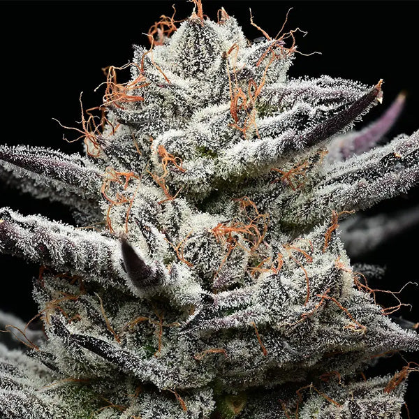 Black Cherry Gushers 1 u. fem. Barney's x Backpack Boyz
