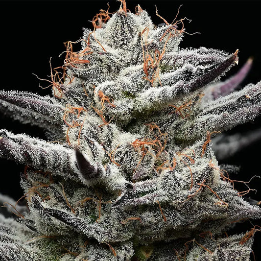 Black Cherry Gushers 5 u. fem. Barney's x Backpack Boyz