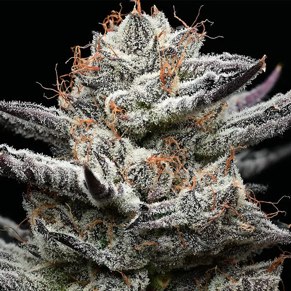 Black Cherry Gushers 25 u. fem Barney's x Backpack Boyz