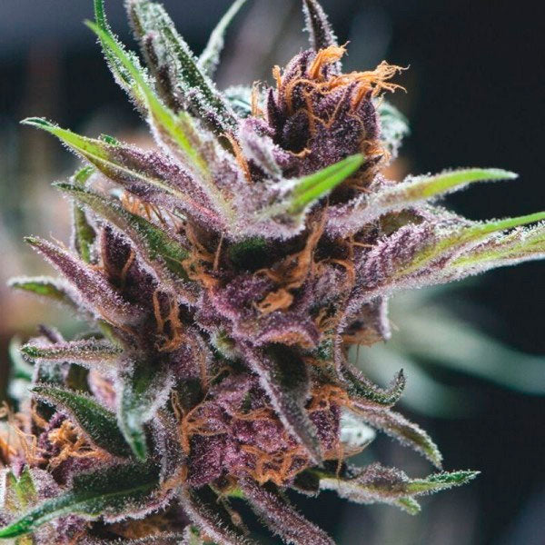 Black Cherry Punch  3 u. fem. Pyramid Seeds