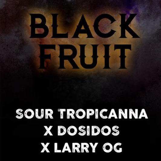 Black Fruit 5 u. fem. Tramuntana Seeds
