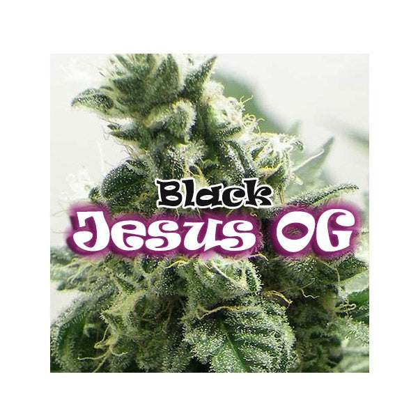 Black Jesus OG 2 units fem. Dr Underground