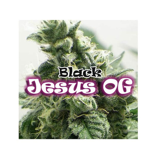 Black Jesus OG 4 pcs. fem. Dr Underground