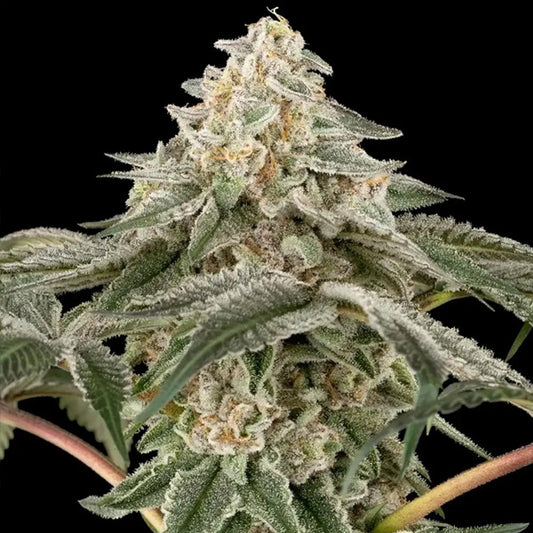 Black Lily  3 u. fem. Sensi Seed Research