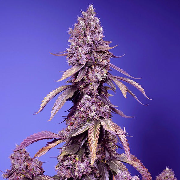Black Muffin Fast Version 100 u. fem. Granel Profesionales Sweet Seeds