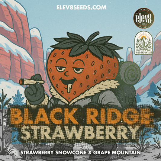 Black Ridge Strawberry 6 ud. fem Elev8 Seeds