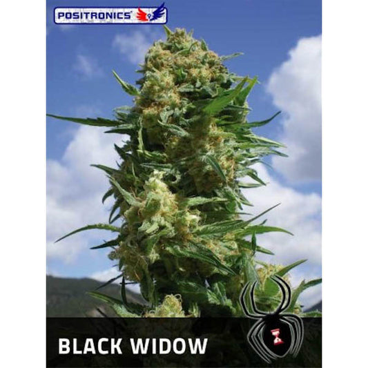 Black Widow 3 ud. fem. Positronics Seeds