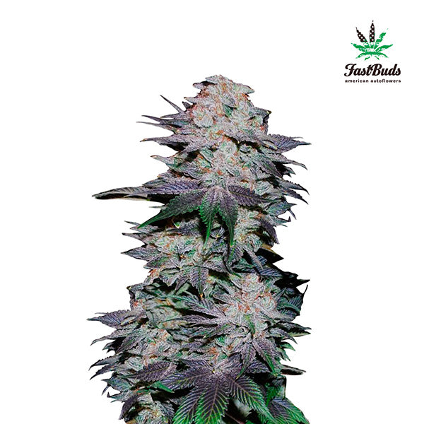 Blackberry Auto 1 u. fem. FastBuds Seeds