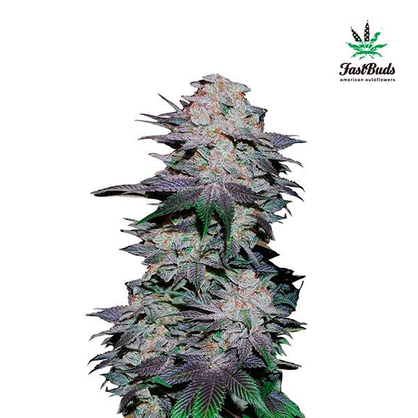 Blackberry Auto 5 pz. fem. FastBuds Seeds