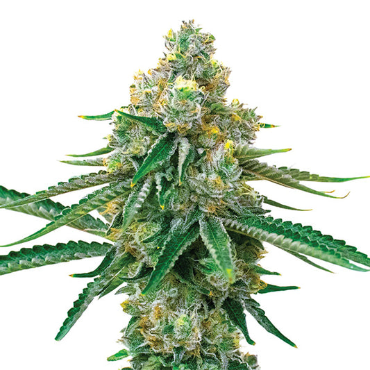 Blackjack 5 fem. units. Nirvana
