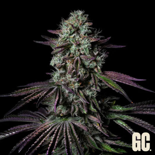 Blanc Fumé 3 u. fem . Grand Cru Genetics