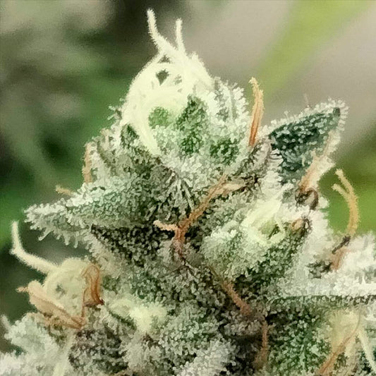 Blowrange 3 u. fem Edizione Limitata Grateful Seeds