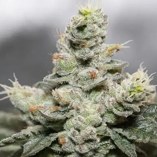 Blue Cookies x OG Kush 3+1 pcs. fem. Vision Seeds