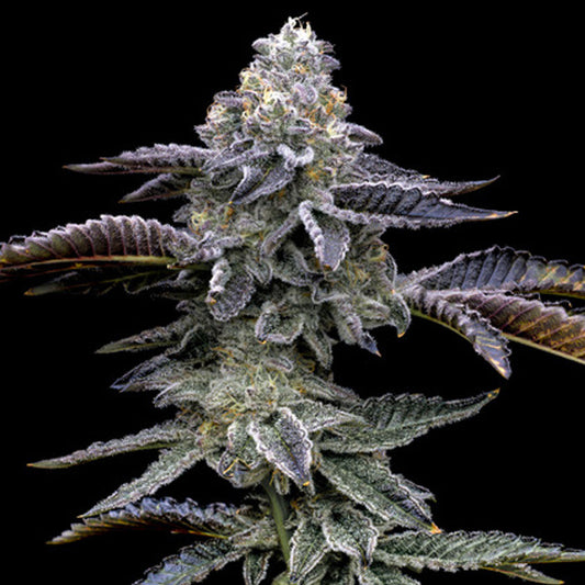 Blue Dream 3 u. fem. Barney's