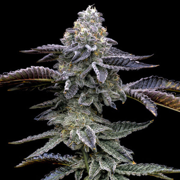 Blue Dream 10 u. fem. Barney's