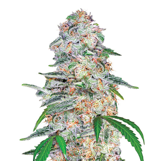 Blue Dream 10 pcs. fem. Nirvana